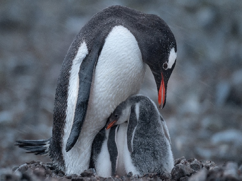 VHL能做试管吗，试管大出血